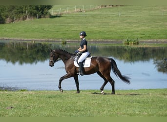 Trakehner, Caballo castrado, 3 años, 169 cm, Castaño oscuro