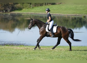 Trakehner, Caballo castrado, 3 años, 169 cm, Castaño oscuro