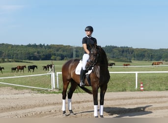 Trakehner, Caballo castrado, 3 años, 169 cm, Castaño oscuro