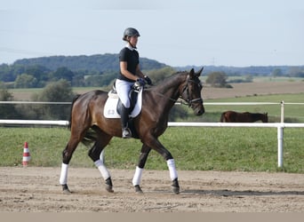 Trakehner, Caballo castrado, 3 años, 169 cm, Castaño oscuro