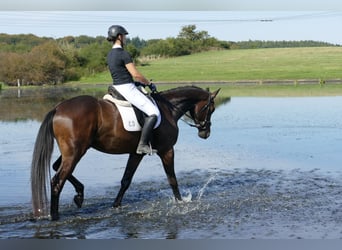 Trakehner, Caballo castrado, 3 años, 169 cm, Castaño oscuro