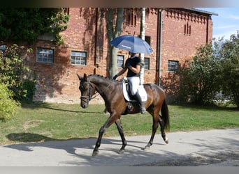 Trakehner, Caballo castrado, 3 años, 169 cm, Castaño oscuro