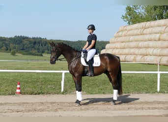 Trakehner, Caballo castrado, 3 años, 169 cm, Castaño oscuro