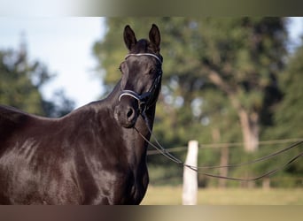 Trakehner, Caballo castrado, 3 años, 169 cm, Negro
