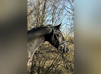 Trakehner, Caballo castrado, 3 años, 169 cm, Negro