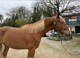 Trakehner, Caballo castrado, 3 años, 170 cm, Alazán