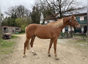 Trakehner, Caballo castrado, 3 años, 170 cm, Alazán