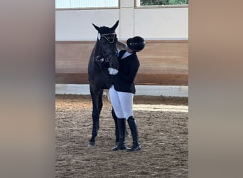 Trakehner, Caballo castrado, 3 años, 170 cm, Tordillo negro