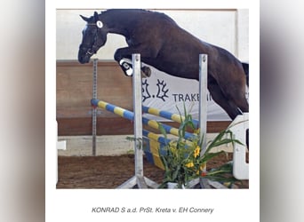 Trakehner, Caballo castrado, 3 años, 170 cm, Tordillo negro