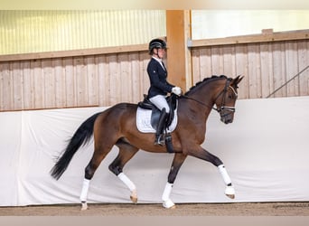 Trakehner, Caballo castrado, 3 años, 171 cm, Castaño