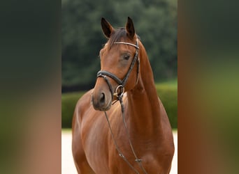 Trakehner, Caballo castrado, 3 años, 171 cm, Castaño