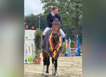 Trakehner, Caballo castrado, 3 años, 171 cm, Castaño