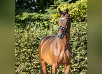 Trakehner, Caballo castrado, 3 años, 171 cm, Castaño