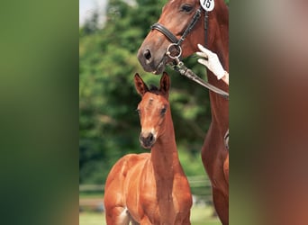 Trakehner, Caballo castrado, 3 años, 172 cm, Castaño