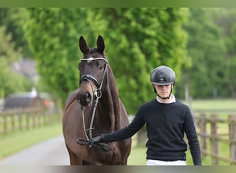 Trakehner, Caballo castrado, 3 años, 172 cm, Castaño oscuro