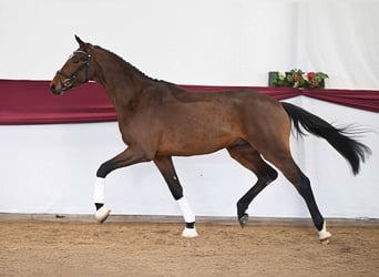 Trakehner, Caballo castrado, 3 años, Castaño