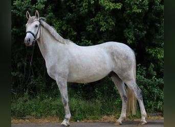 Trakehner, Caballo castrado, 4 años, 154 cm, Tordo