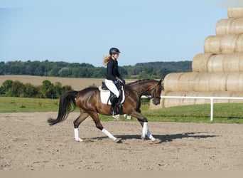 Trakehner, Caballo castrado, 4 años, 158 cm, Castaño