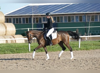 Trakehner, Caballo castrado, 4 años, 158 cm, Castaño