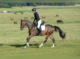 Trakehner, Caballo castrado, 4 años, 158 cm, Castaño