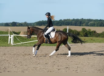 Trakehner, Caballo castrado, 4 años, 158 cm, Castaño