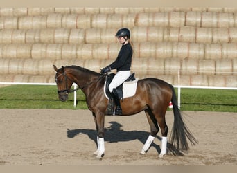 Trakehner, Caballo castrado, 4 años, 158 cm, Castaño