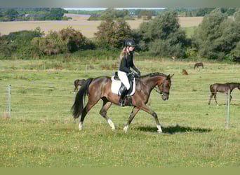Trakehner, Caballo castrado, 4 años, 158 cm, Castaño