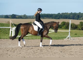 Trakehner, Caballo castrado, 4 años, 158 cm, Castaño