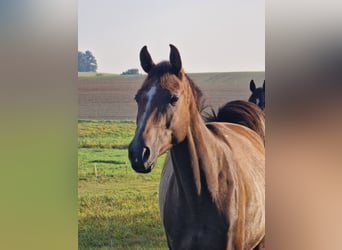 Trakehner, Caballo castrado, 4 años, 161 cm, Tordo