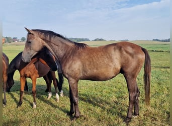 Trakehner, Caballo castrado, 4 años, 161 cm, Tordo