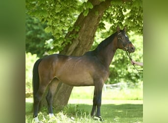 Trakehner, Caballo castrado, 4 años, 162 cm, Castaño oscuro