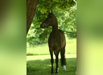 Trakehner, Caballo castrado, 4 años, 162 cm, Castaño oscuro
