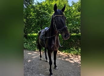 Trakehner, Caballo castrado, 4 años, 163 cm, Morcillo