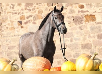 Trakehner, Caballo castrado, 4 años, 163 cm, Tordo