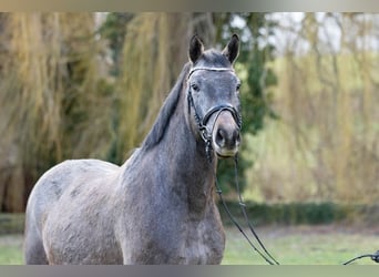 Trakehner, Caballo castrado, 4 años, 163 cm, Tordo