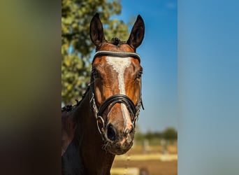 Trakehner, Caballo castrado, 4 años, 164 cm, Castaño oscuro