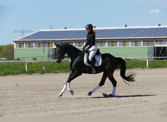 Trakehner, Caballo castrado, 4 años, 164 cm, Morcillo