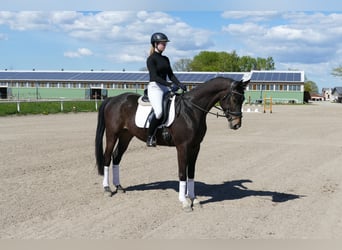 Trakehner, Caballo castrado, 4 años, 164 cm, Morcillo