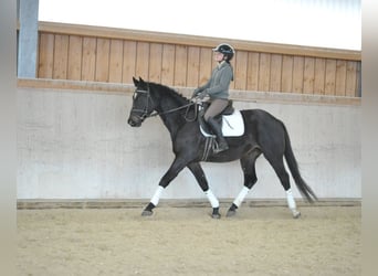 Trakehner, Caballo castrado, 4 años, 164 cm, Morcillo