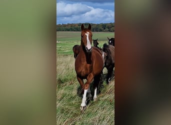 Trakehner, Caballo castrado, 4 años, 165 cm, Alazán