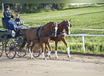 Trakehner, Caballo castrado, 4 años, 165 cm, Alazán