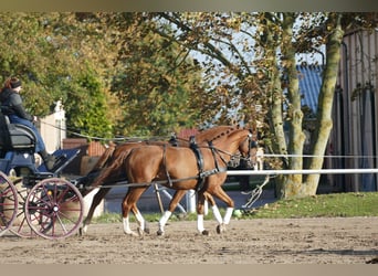 Trakehner, Caballo castrado, 4 años, 165 cm, Alazán