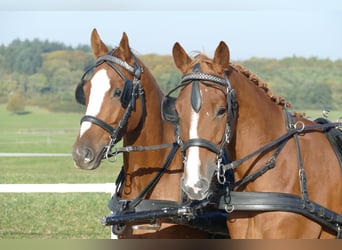 Trakehner, Caballo castrado, 4 años, 165 cm, Alazán