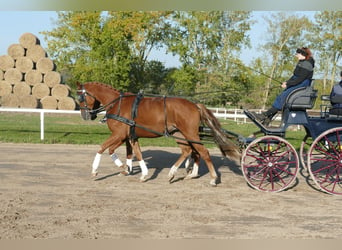 Trakehner, Caballo castrado, 4 años, 165 cm, Alazán