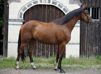 Trakehner, Caballo castrado, 4 años, 165 cm, Castaño