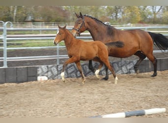 Trakehner, Caballo castrado, 4 años, 165 cm, Castaño