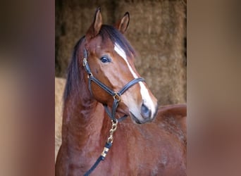 Trakehner, Caballo castrado, 4 años, 165 cm, Castaño