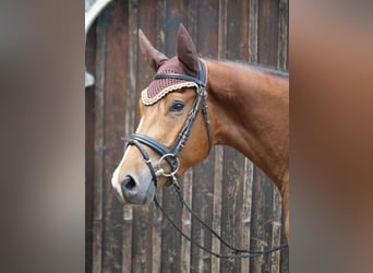 Trakehner, Caballo castrado, 4 años, 165 cm, Castaño