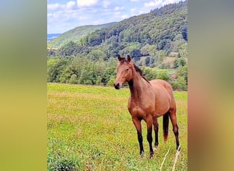 Trakehner, Caballo castrado, 4 años, 165 cm, Castaño