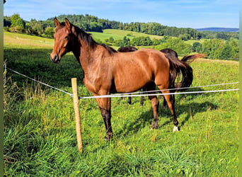 Trakehner, Caballo castrado, 4 años, 165 cm, Castaño